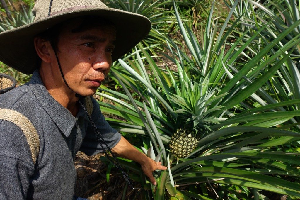 Wie sieht eigentlich eine Ananas Pflanze aus...