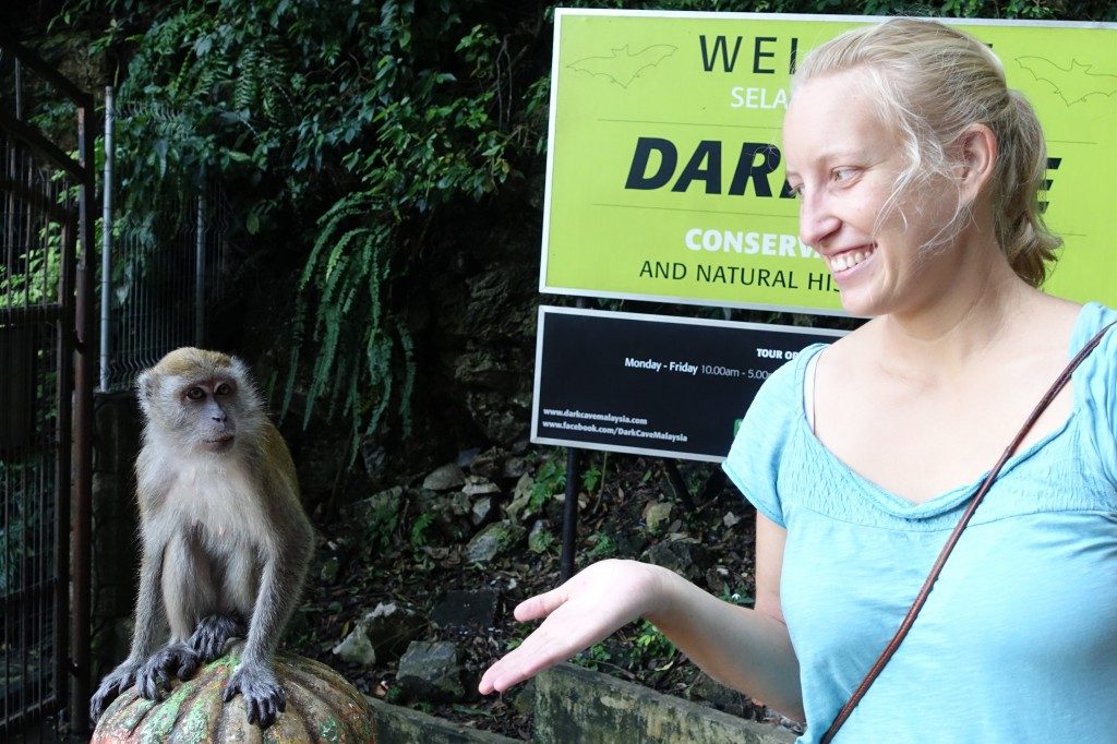 Affen überall und dann noch die Tiere dazu :) So viele Affen in Malaysia.