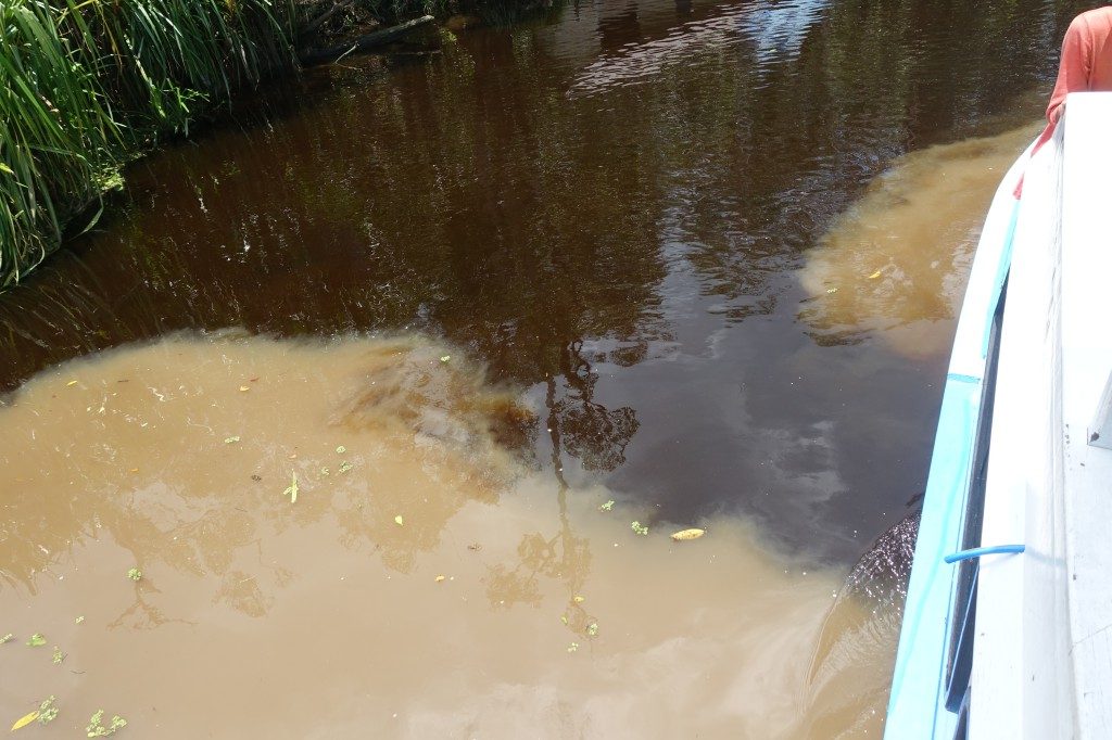 Auf dem Weg zu Camp Leakey wechselt das Wasser auf einem Abzweig zum Nebenarm seine Farbe, von Latte Macchiato zu schwarzem Tee