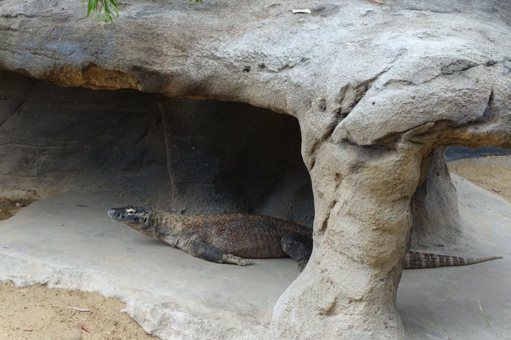 Endlich mal ein Komodowaran...leider nicht auf Komodo...