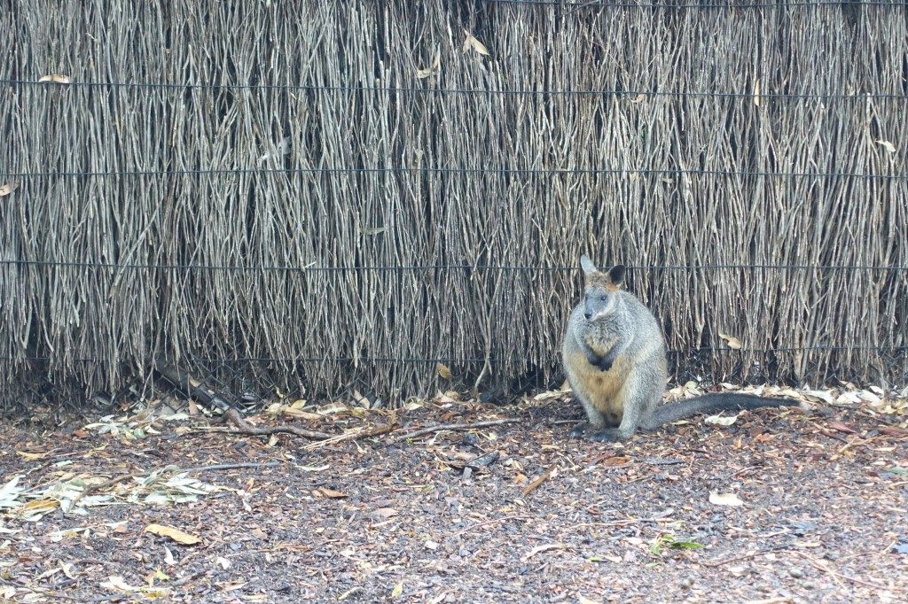 Kängugus kleiner Bruder, Wallaby