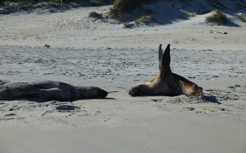neuseeland-dunedin-34
