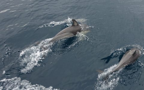 neuseeland-tauranga-dolphin-swim-05