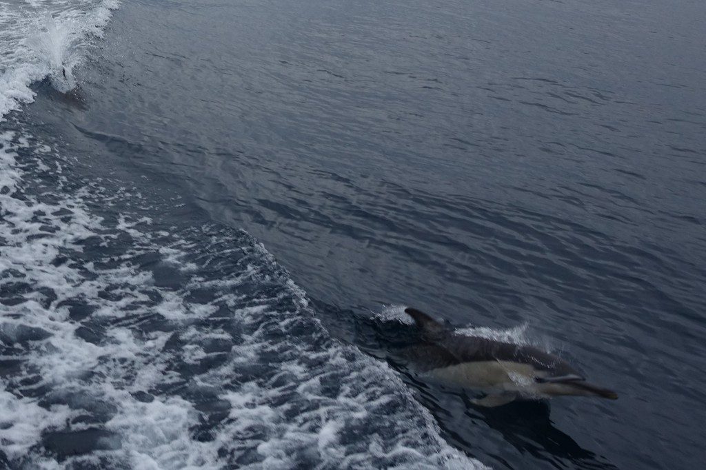 Dolphin Swim in Tauranga