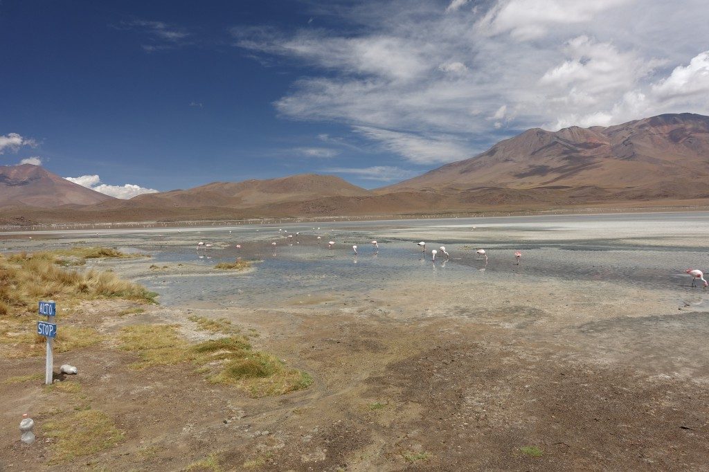 Grüne Lagune mit vielen Flamingos