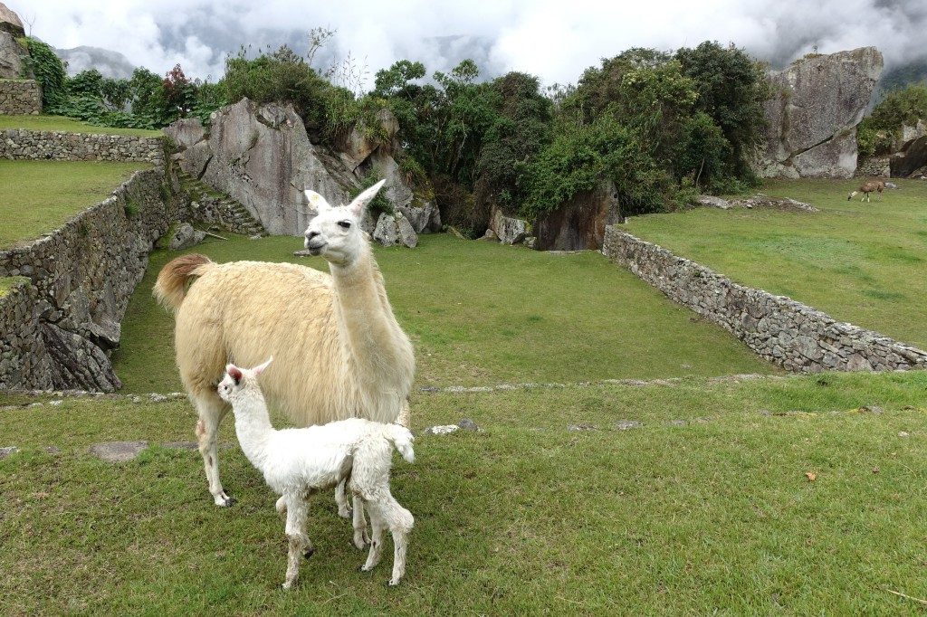 Zwei Bewohner von Machu Picchu