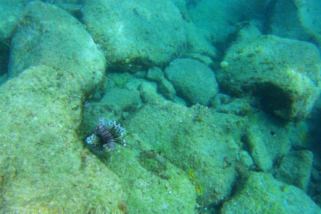 Lion Fish bei den Pitons