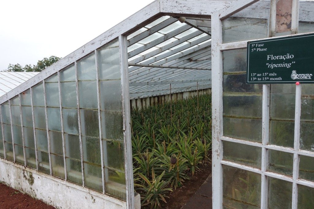 Ananas-Plantagen auf Sao Miguel