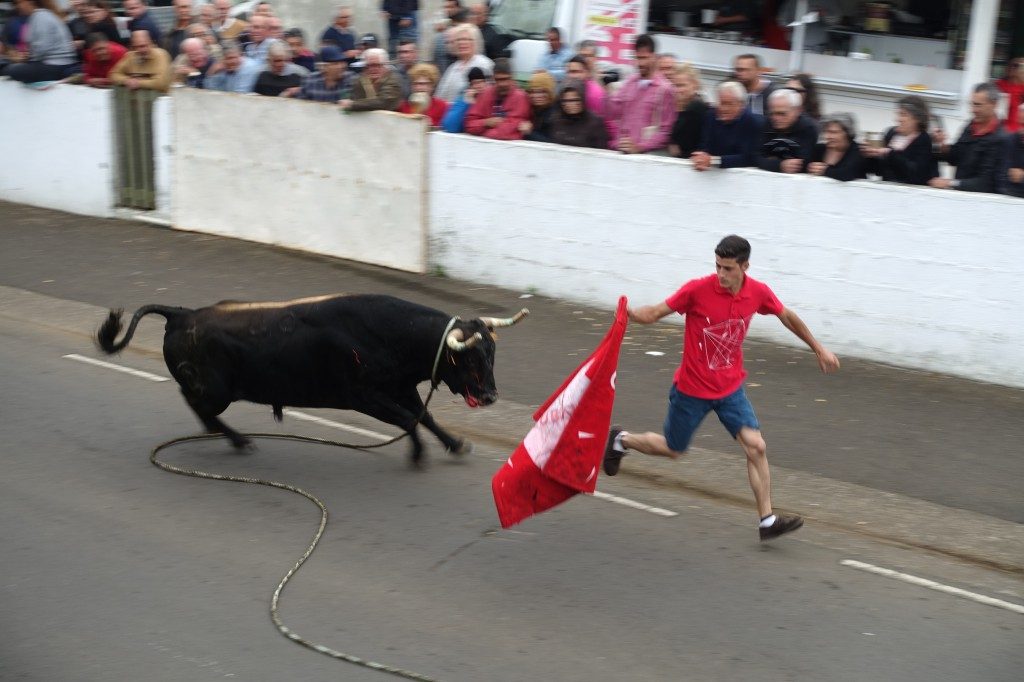 Bull run auf Terceira